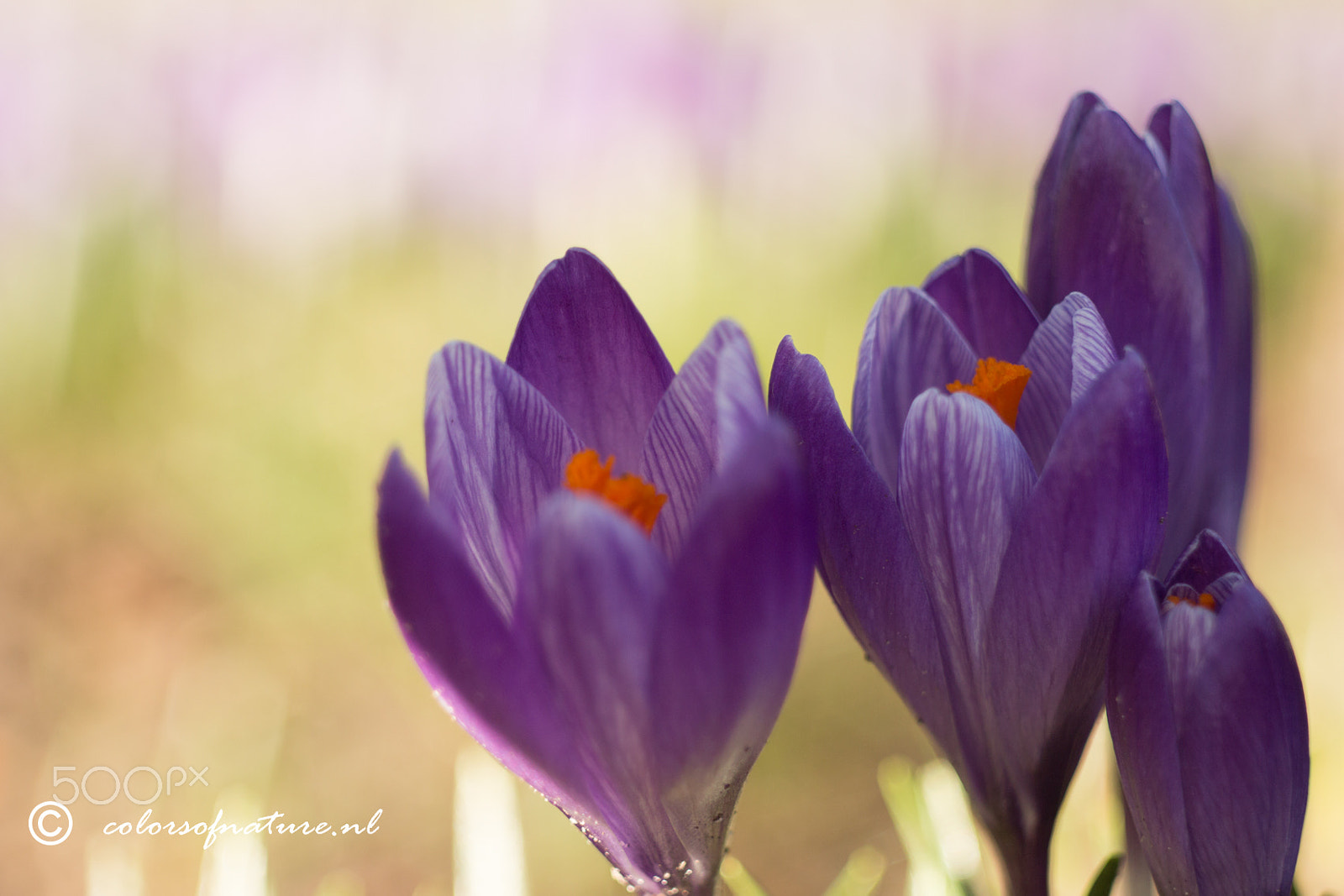 Canon EF 35-80mm f/4-5.6 sample photo. Purple photography
