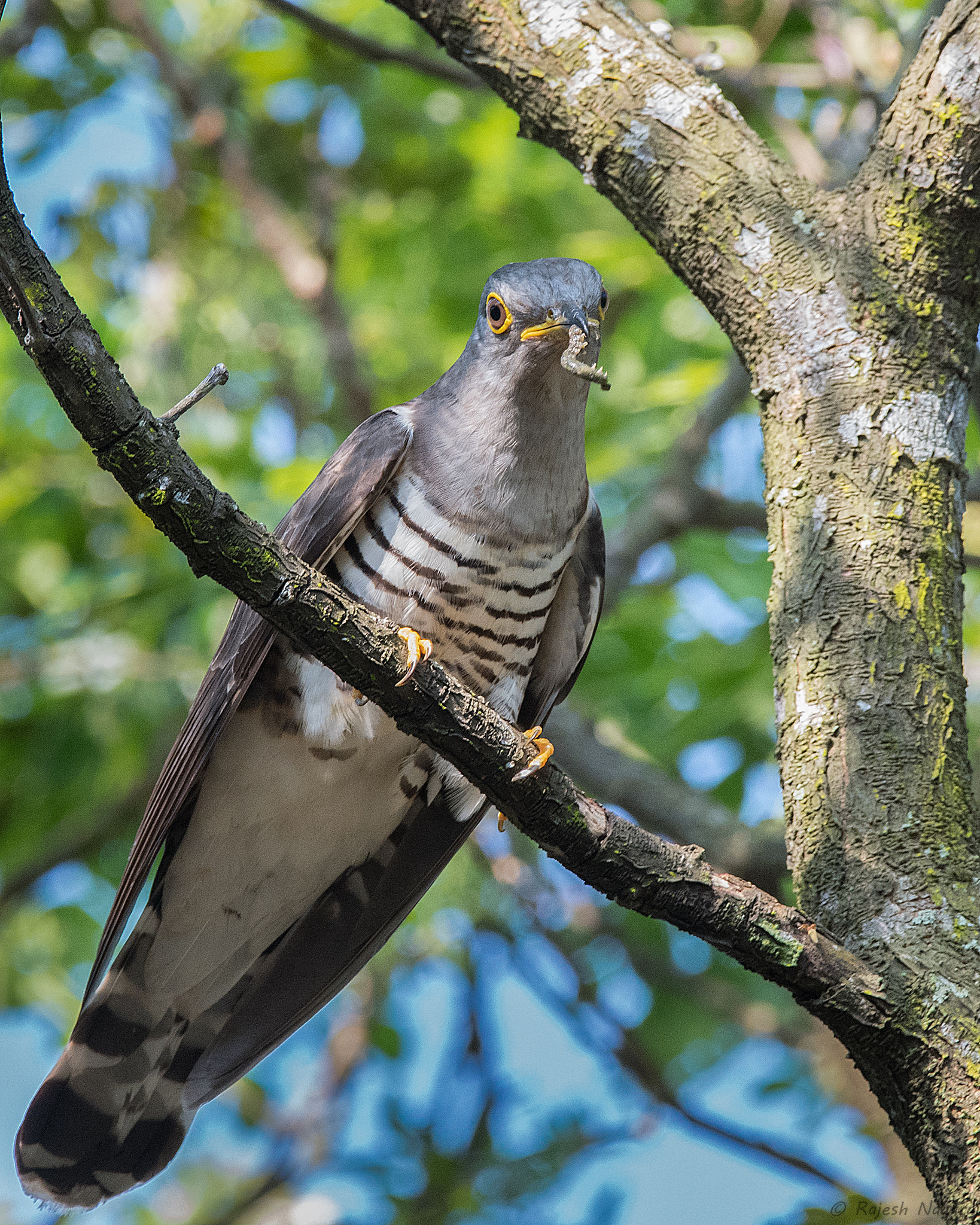 Sigma 150-600mm F5-6.3 DG OS HSM | C sample photo. Indian cuckoo photography