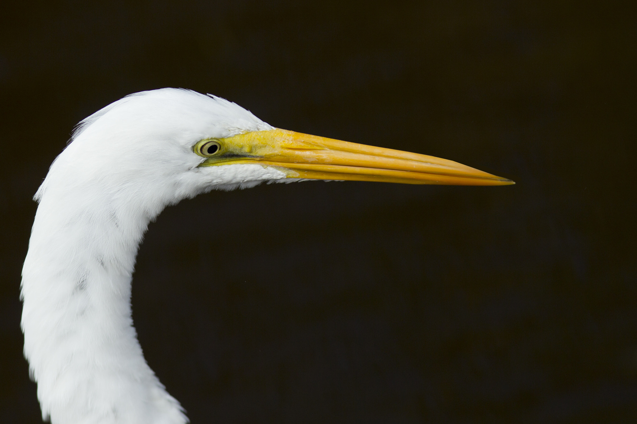Canon EF 300mm F4L IS USM sample photo. Great egret photography