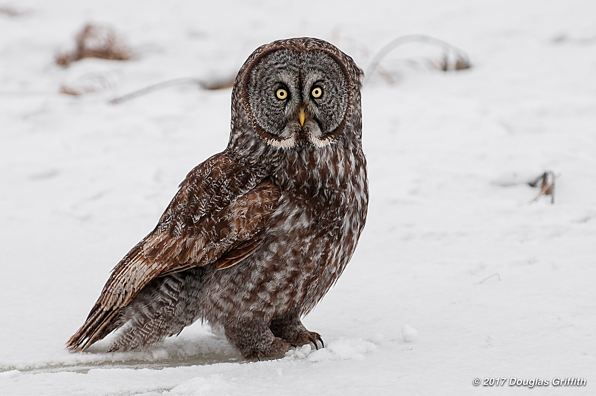 Nikon D300 sample photo. Skidding to a stop: great grey (gray) owl (strix n photography