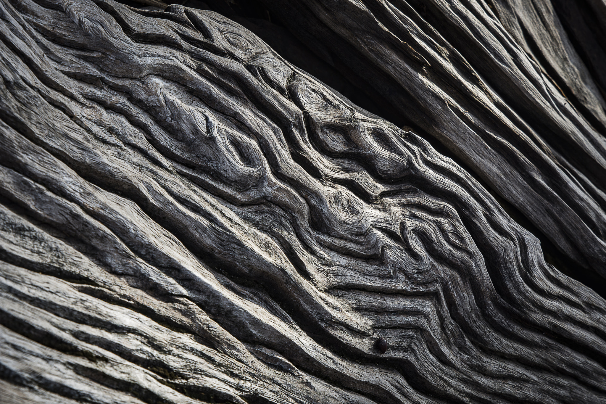 Tamron SP 24-70mm F2.8 Di VC USD sample photo. Nature texture photography