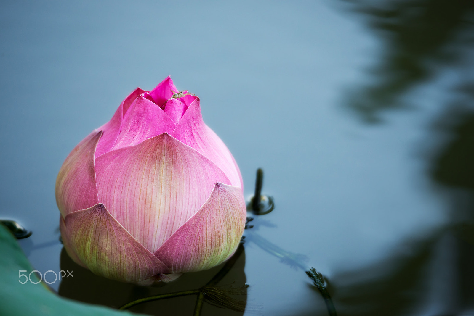 Nikon D600 sample photo. Little spider on top of beautiful pink bud lotus flower or water photography