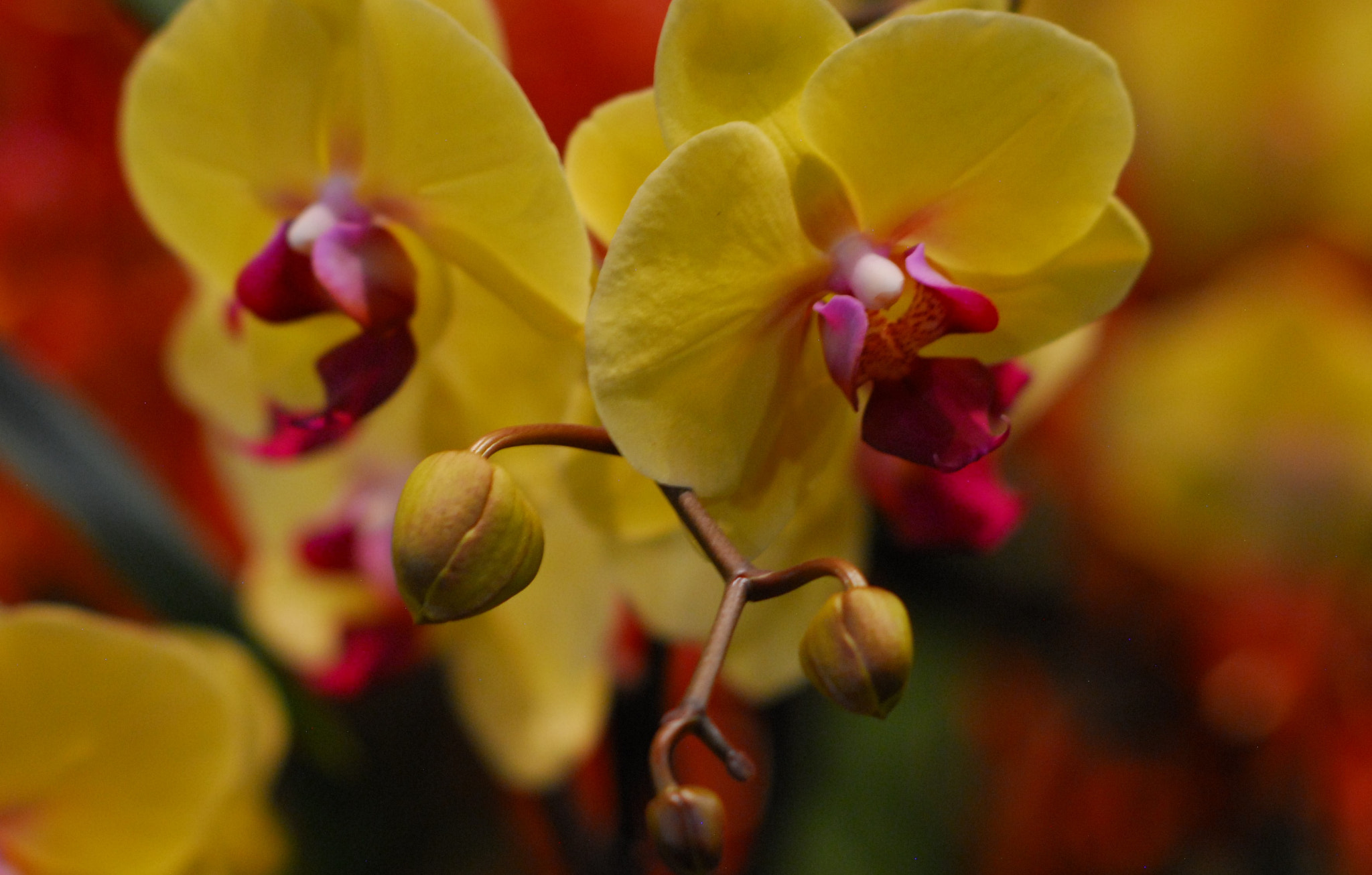 Nikon D200 + Manual Lens No CPU sample photo. Orchid photography