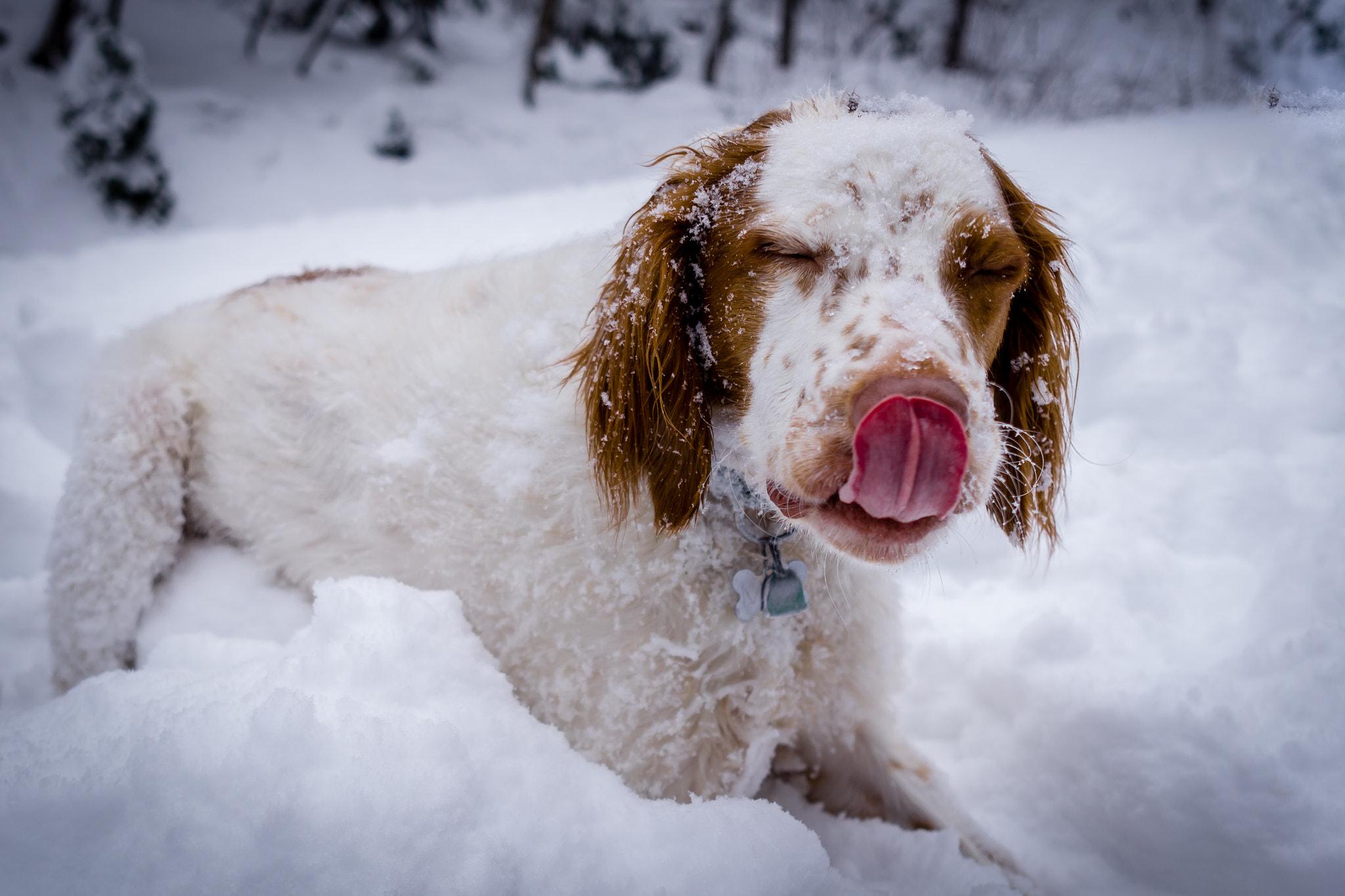 Sony a5100 + Sigma 19mm F2.8 EX DN sample photo. Cold nose photography