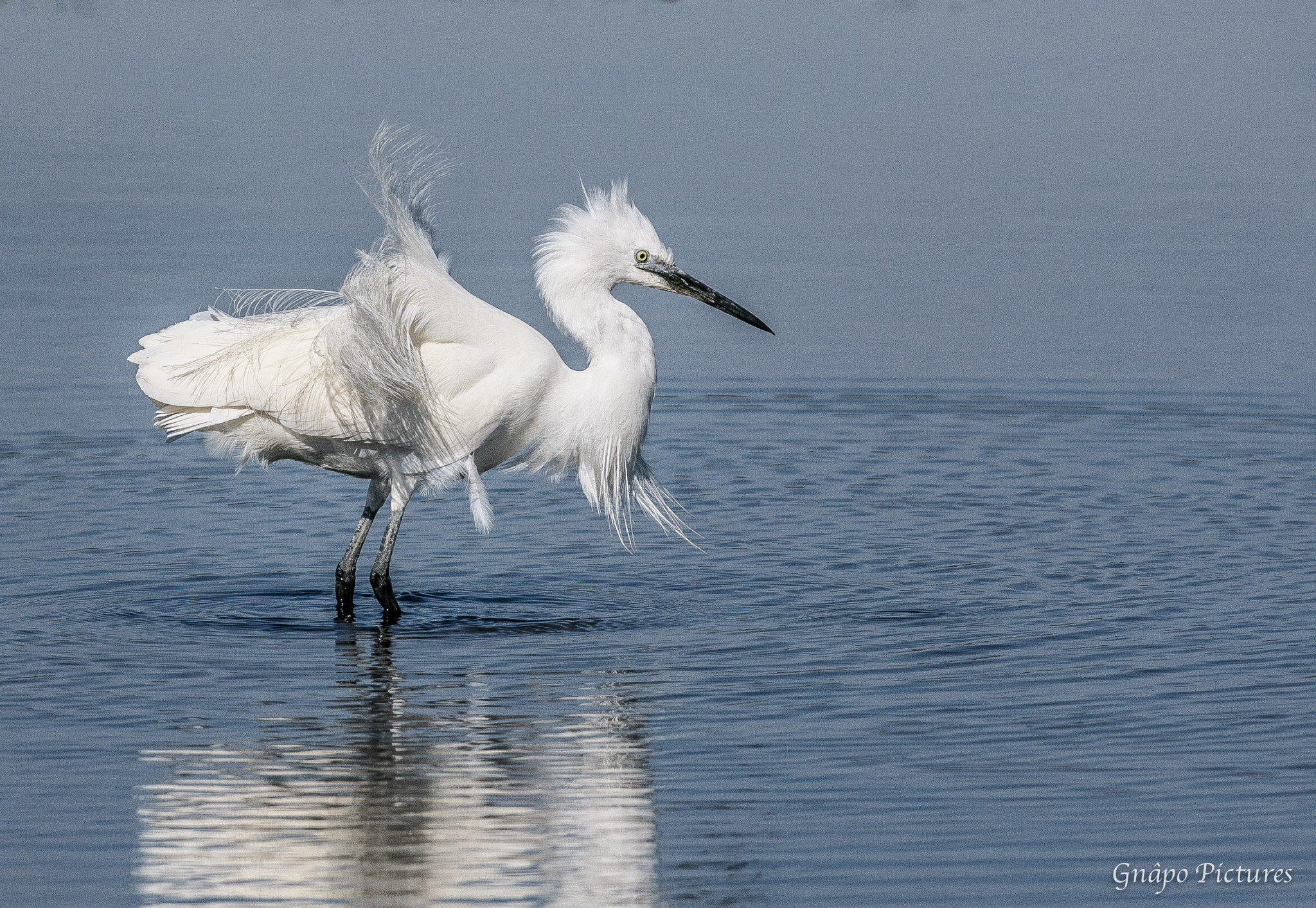 150-600mm F5-6.3 DG OS HSM | Contemporary 015 sample photo. L'aigrette gazzette, plumettes au vent photography