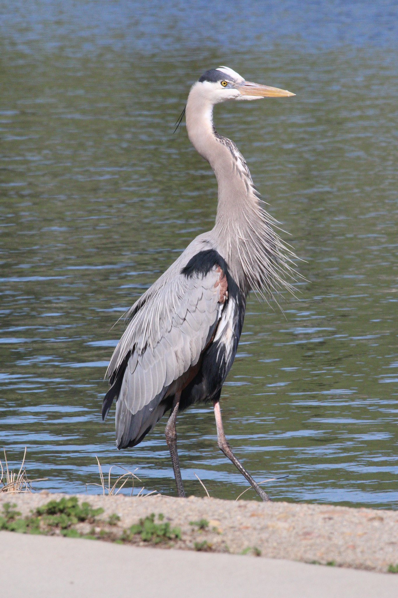 Canon EOS 70D sample photo. Great blue heron at santee lakes in santee, ca photography