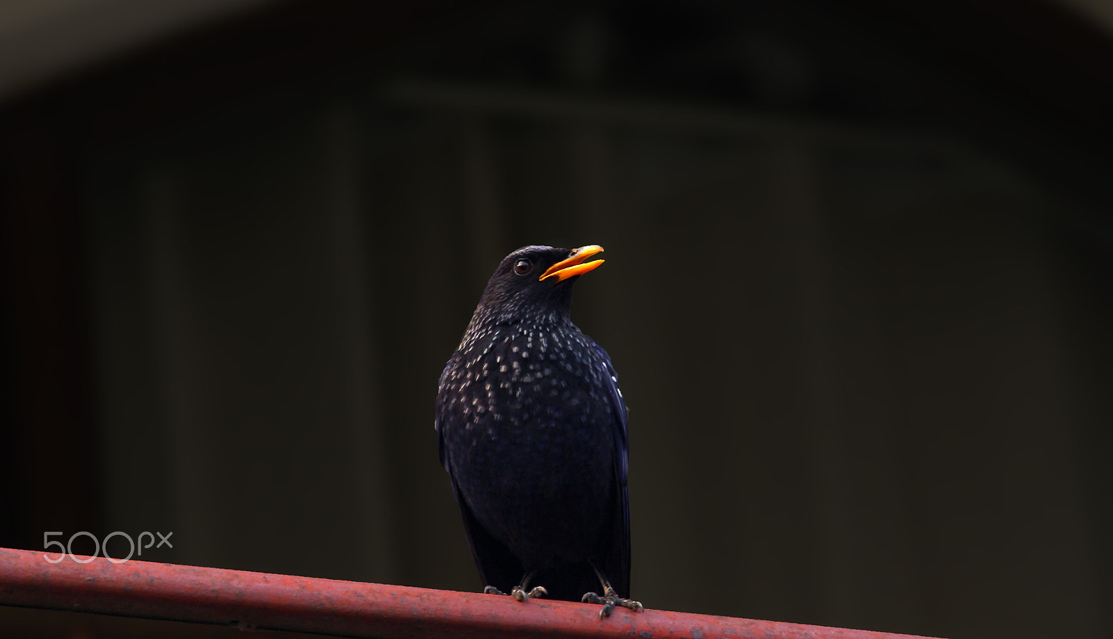 Sigma 150-600mm F5-6.3 DG OS HSM | C sample photo. Common blackbird photography