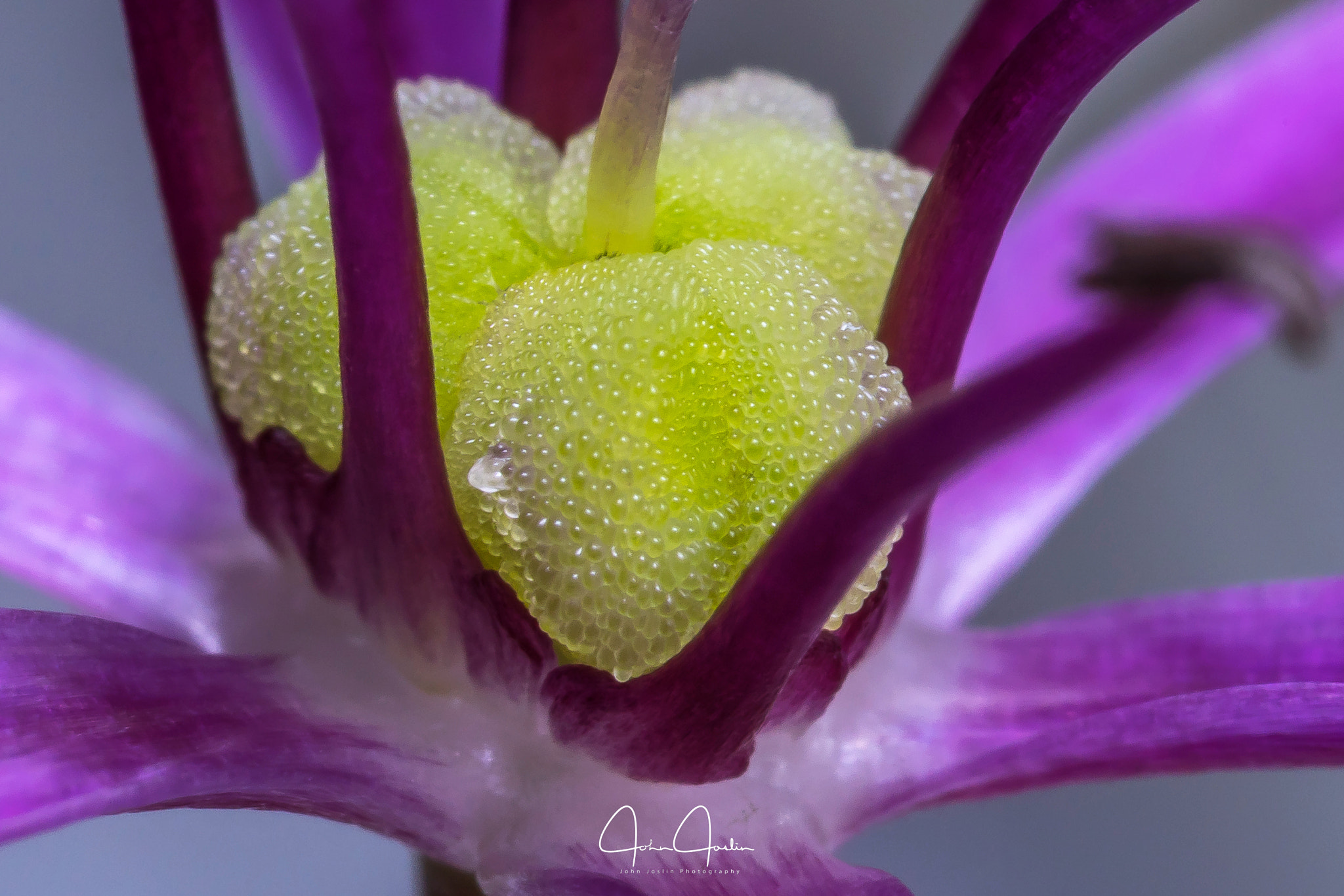 Canon MP-E 65mm F2.5 1-5x Macro Photo sample photo. Allium christophii photography