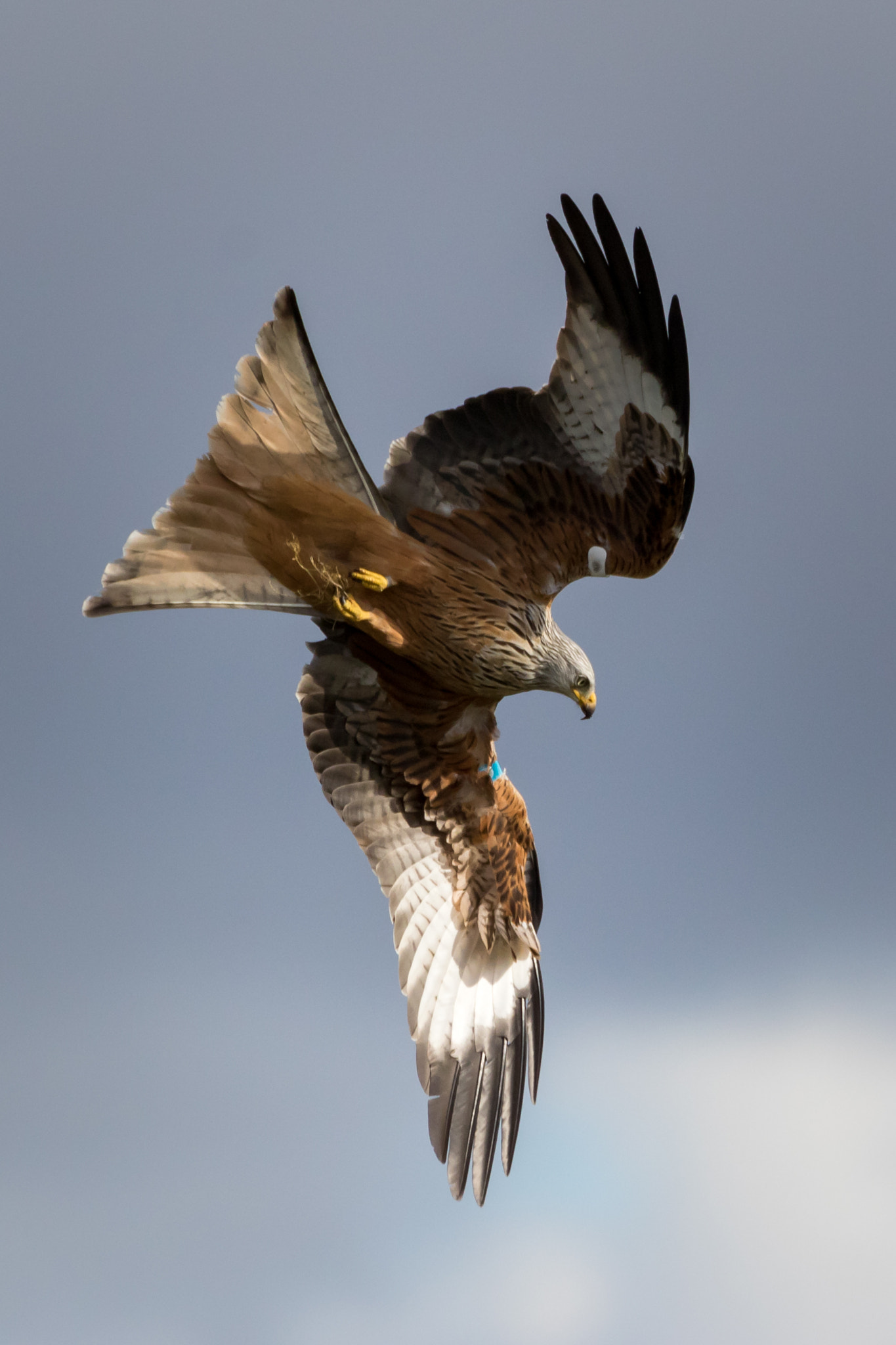 150-600mm F5-6.3 DG OS HSM | Contemporary 015 sample photo. Twist & turn photography