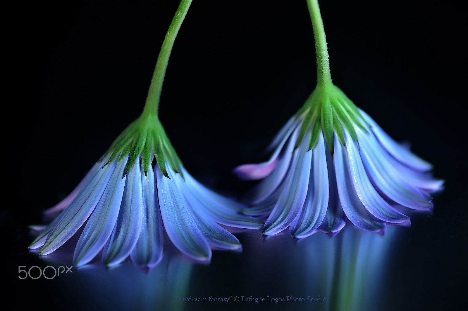 Nikon D700 sample photo. Daydream fantasy photography