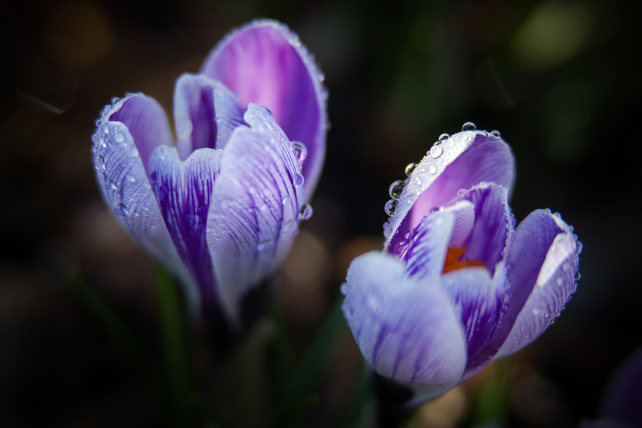 Sony a99 II + Sony 70-200mm F2.8 G SSM II sample photo. Springtime photography