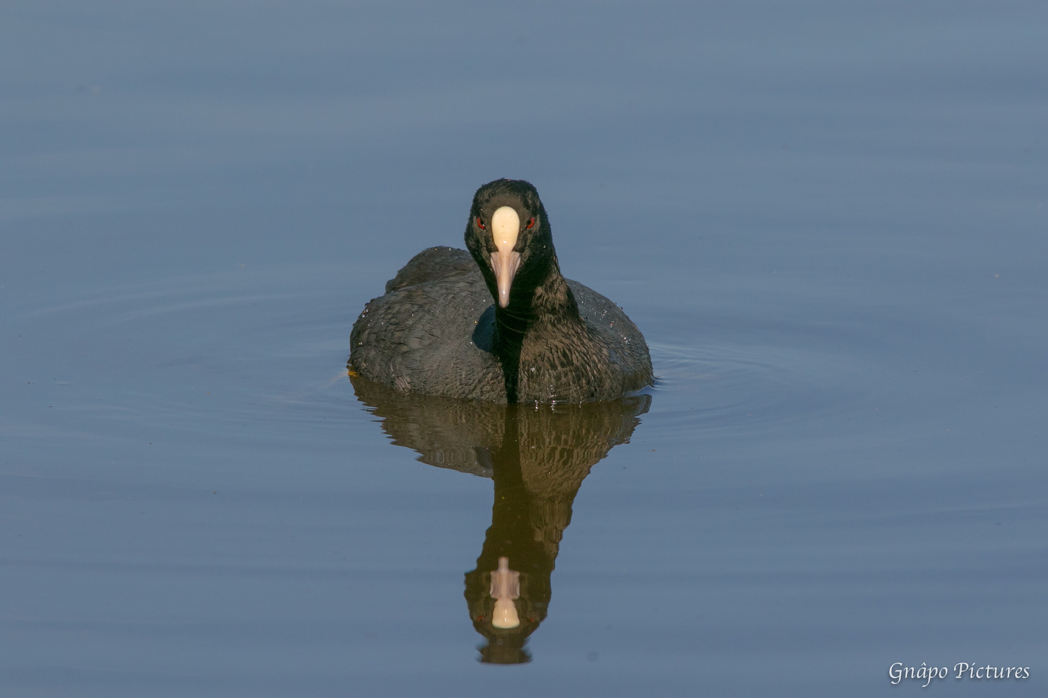 150-600mm F5-6.3 DG OS HSM | Contemporary 015 sample photo. Foulque macroule (fulica atra) photography