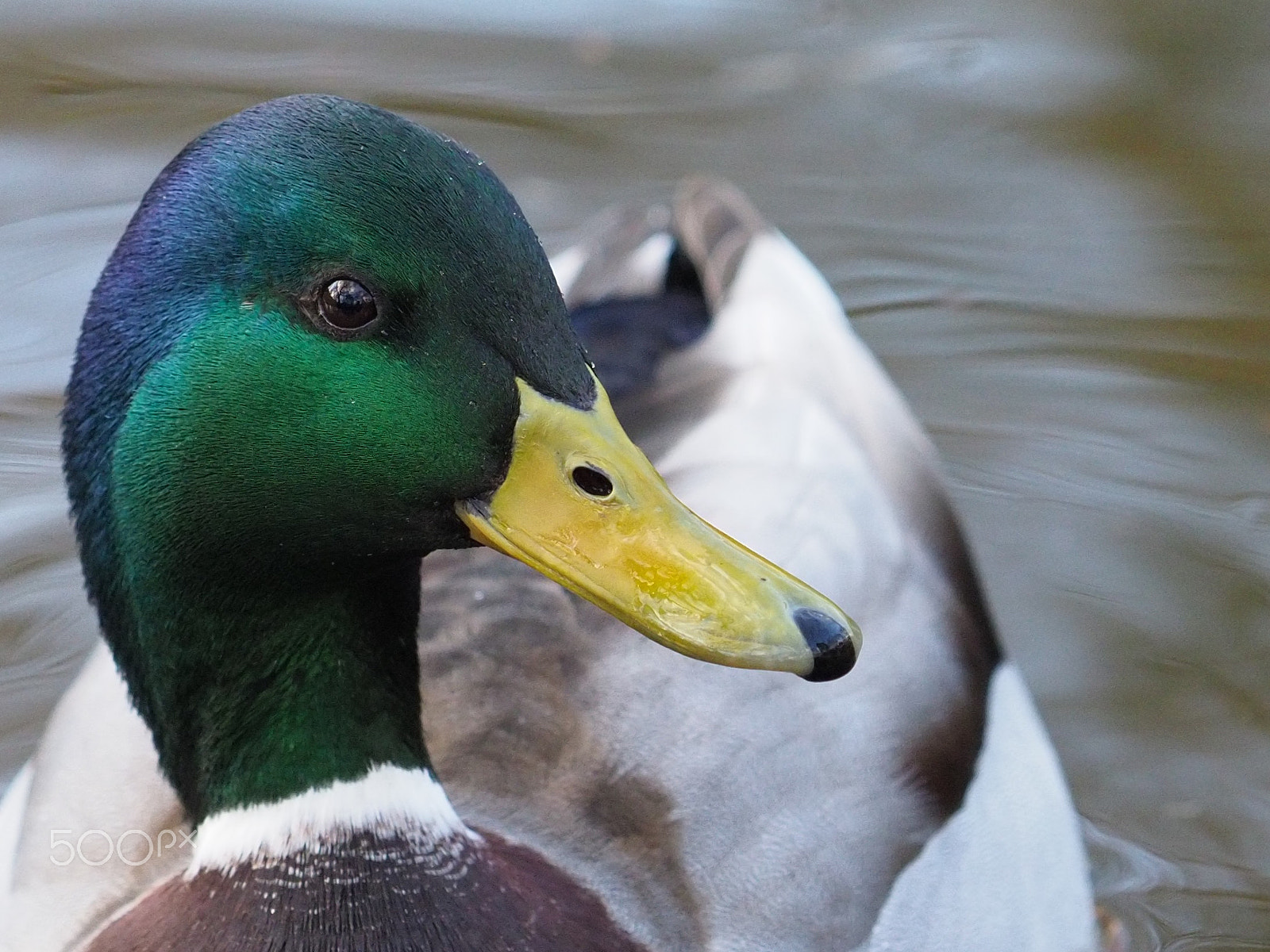 Olympus OM-D E-M1 Mark II sample photo. A duck photography
