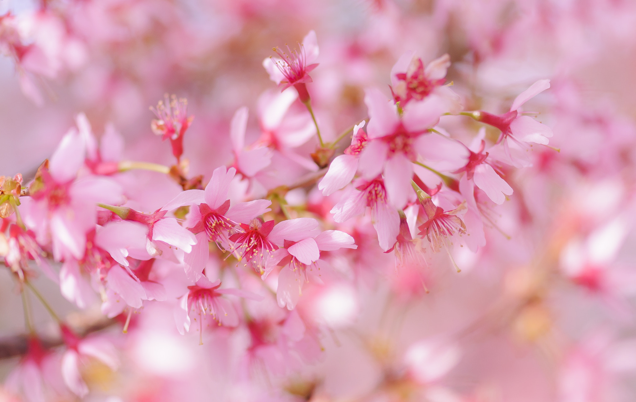 Nikon AF-S Micro-Nikkor 105mm F2.8G IF-ED VR sample photo. Dreamy ! photography