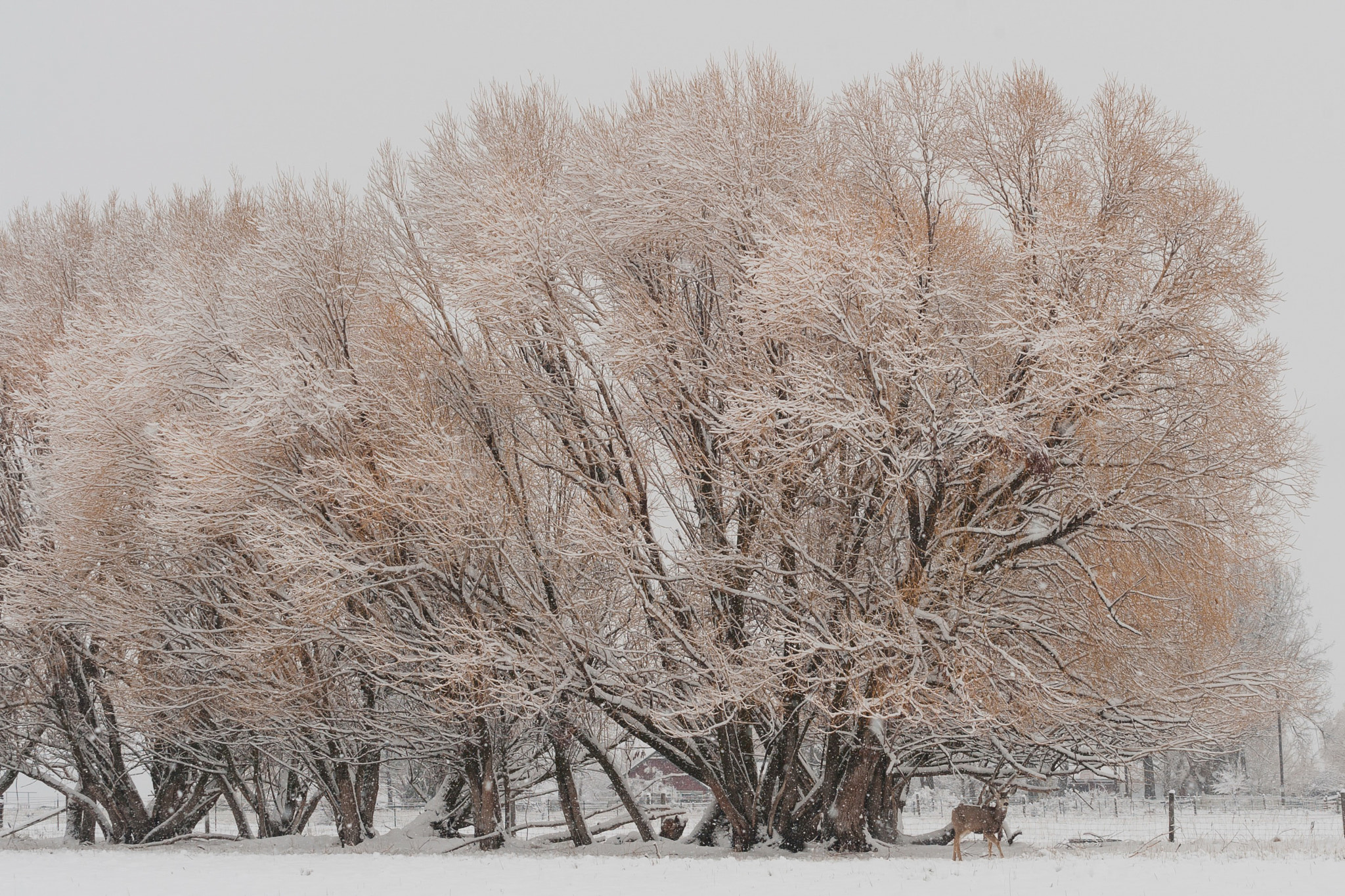 Nikon D3 sample photo. Montana winter photography