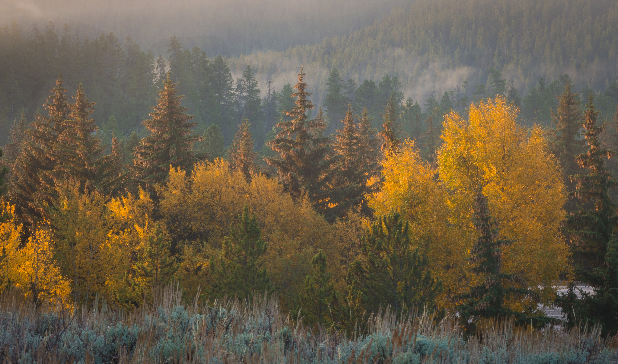 Nikon D600 + Nikon AF-S Nikkor 70-200mm F4G ED VR sample photo. Morning in the grand tetons photography