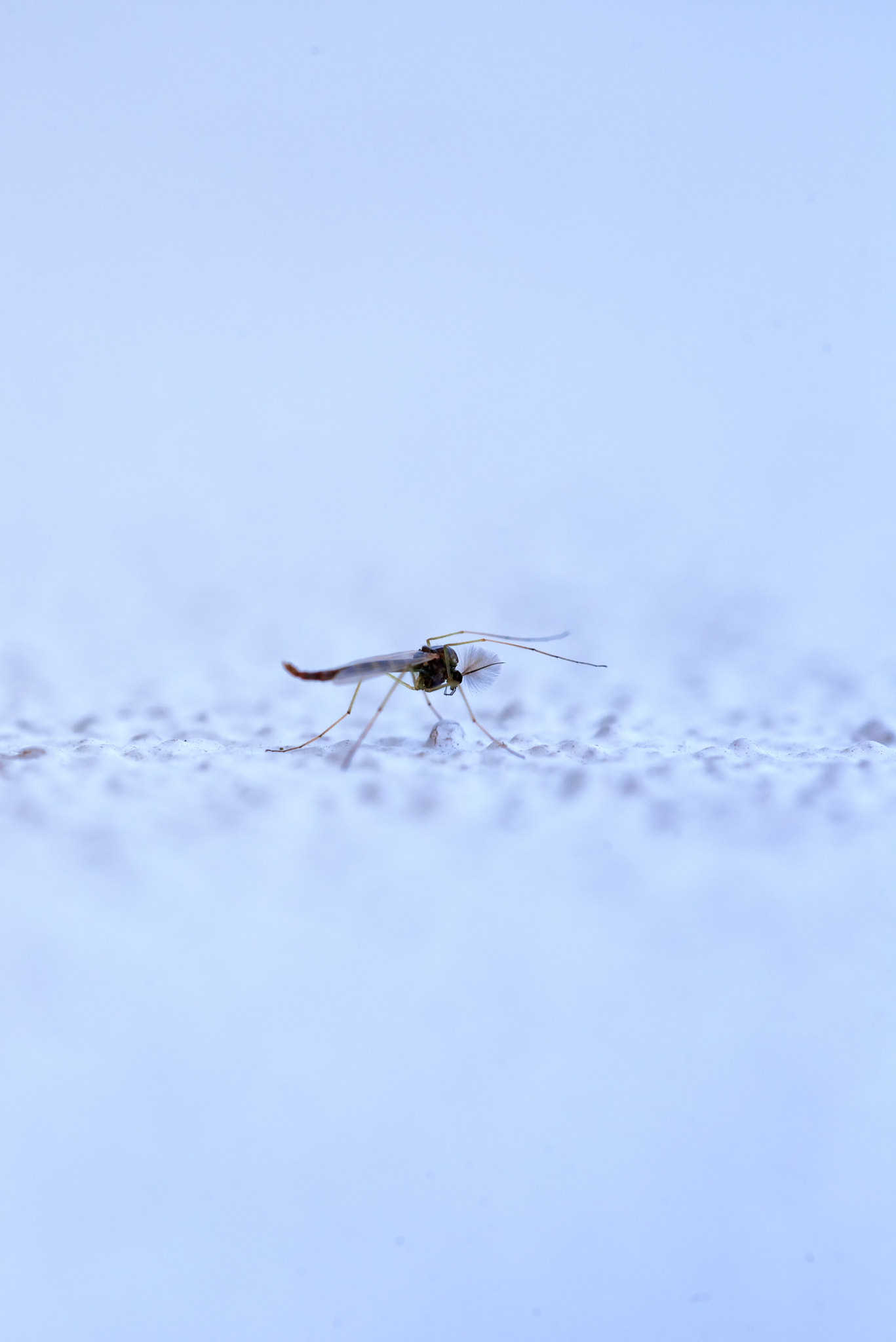 Nikon D750 + Sigma 150mm F2.8 EX DG OS Macro HSM sample photo. Mosquito en blanco photography