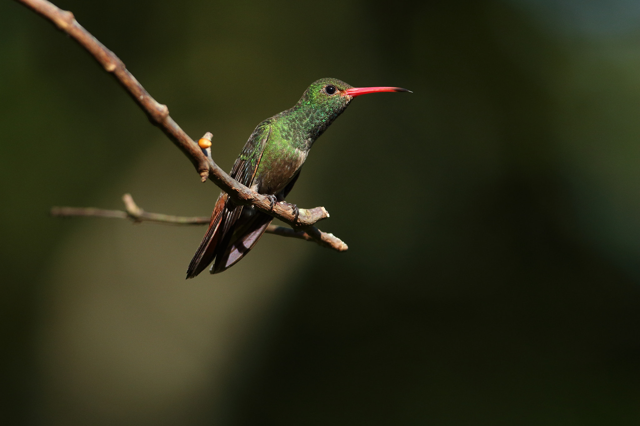 Canon EOS 70D sample photo. Rufous-tailed hummingbird - amazilia tzacatl photography