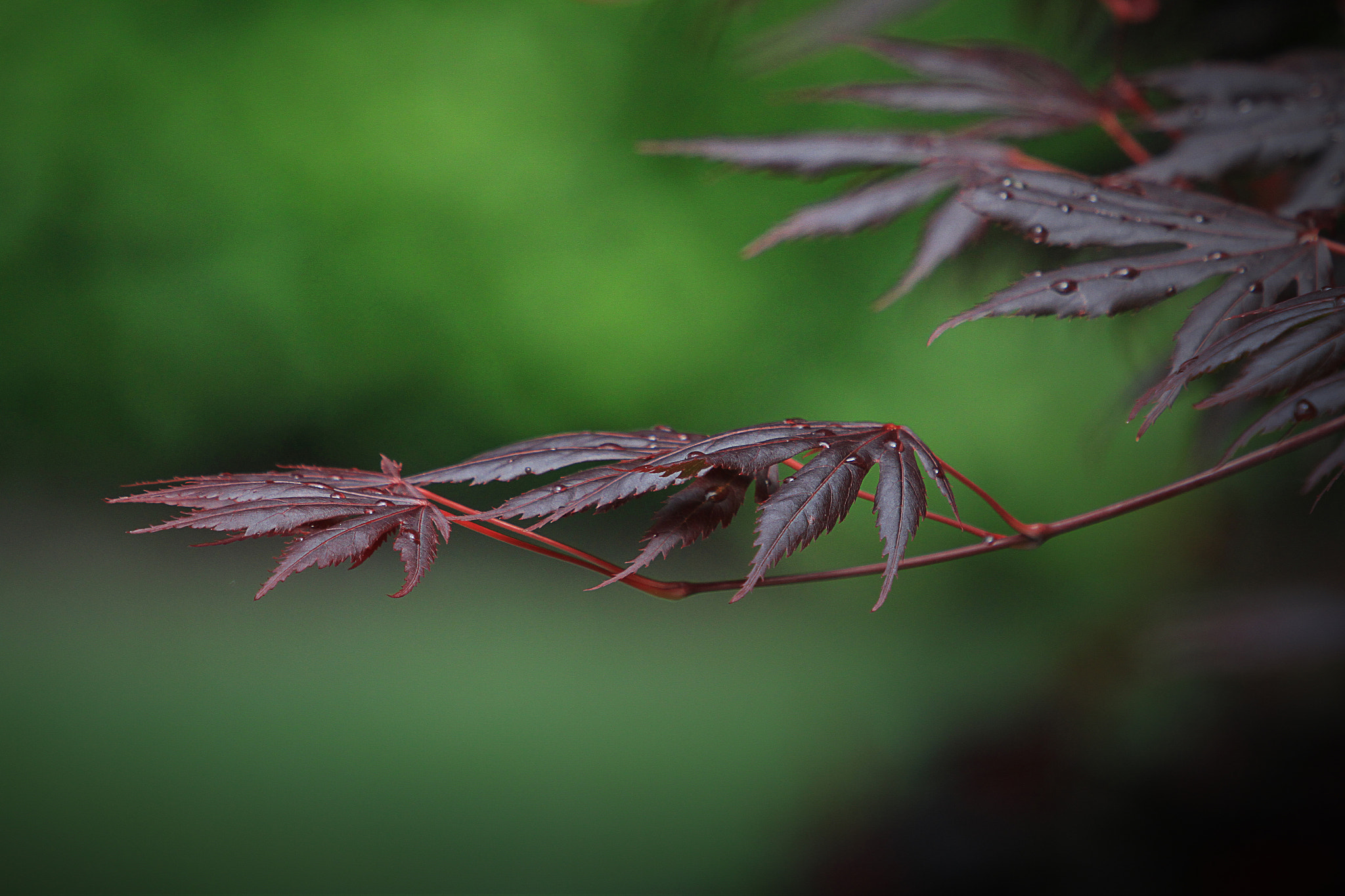 Canon EF 70-200mm F2.8L USM sample photo. Drops photography