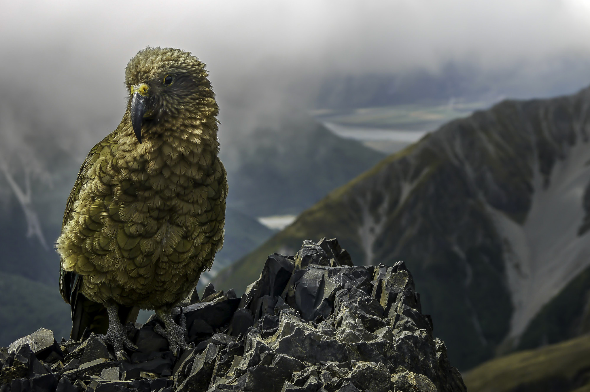Panasonic Lumix DMC-G2 sample photo. Kea, alpine parrot photography