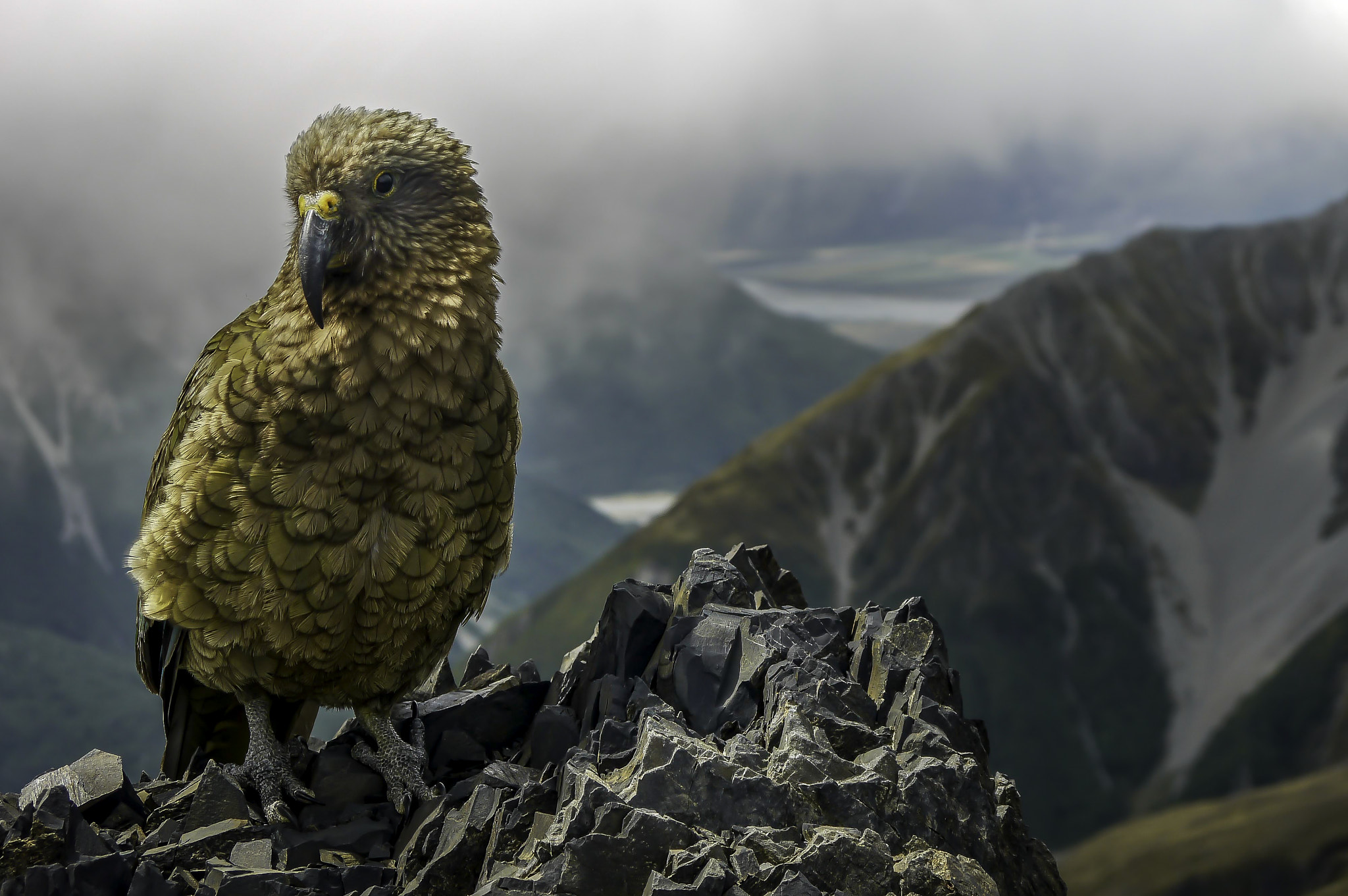 Panasonic Lumix DMC-G2 + Panasonic Lumix G Vario 14-42mm F3.5-5.6 ASPH OIS sample photo. Kea, alpine parrot photography