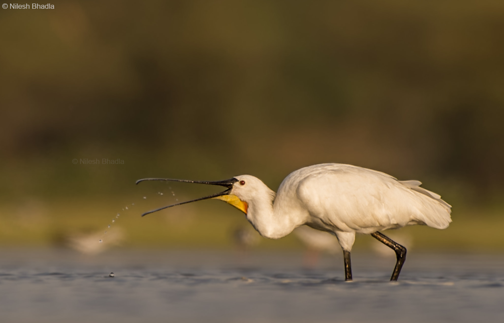 Nikon AF-S Nikkor 200-500mm F5.6E ED VR sample photo. Eurasian spoonbill photography