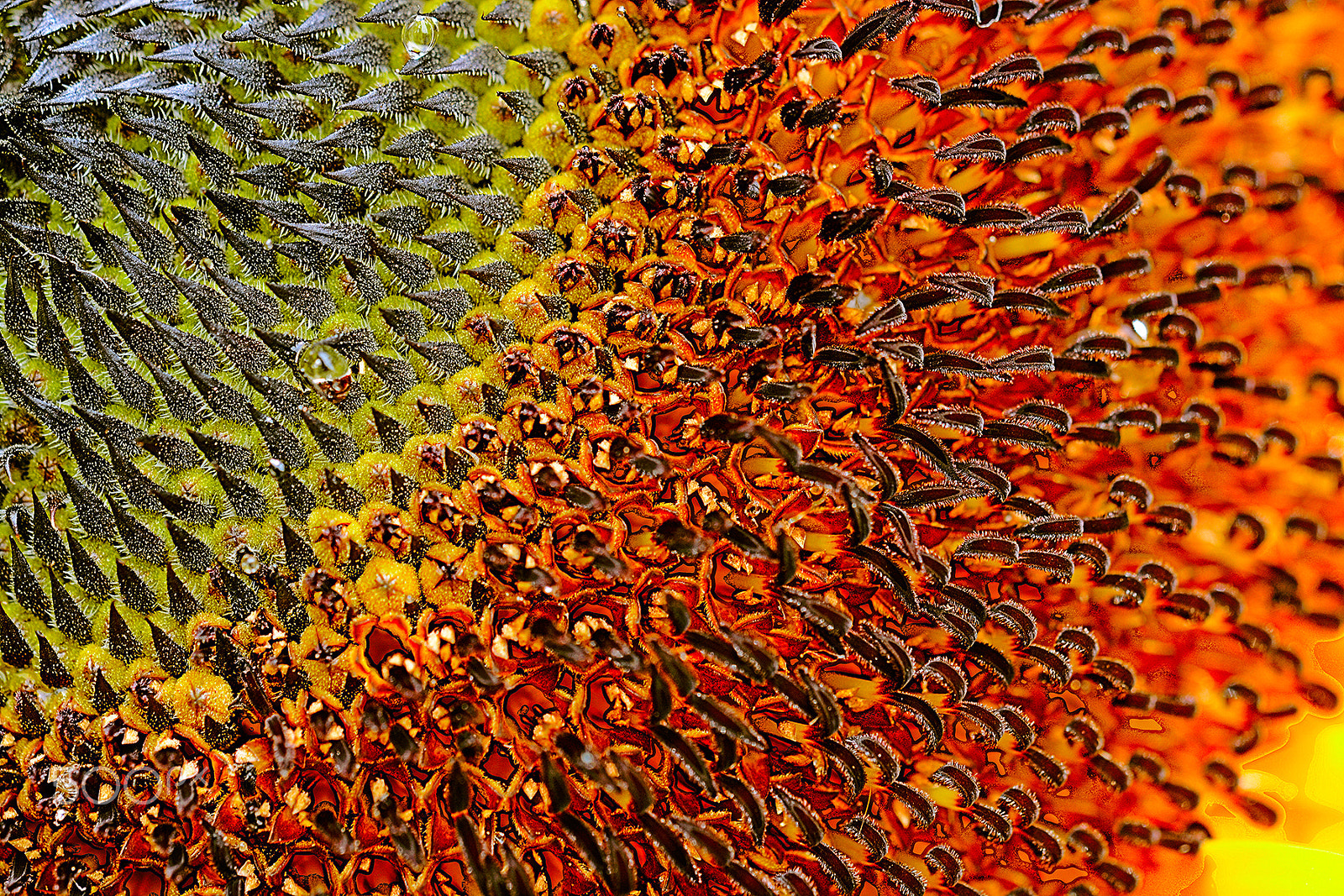 Sigma 150mm F2.8 EX DG Macro HSM sample photo. Detalhe de girassol -detail of a sunflower photography