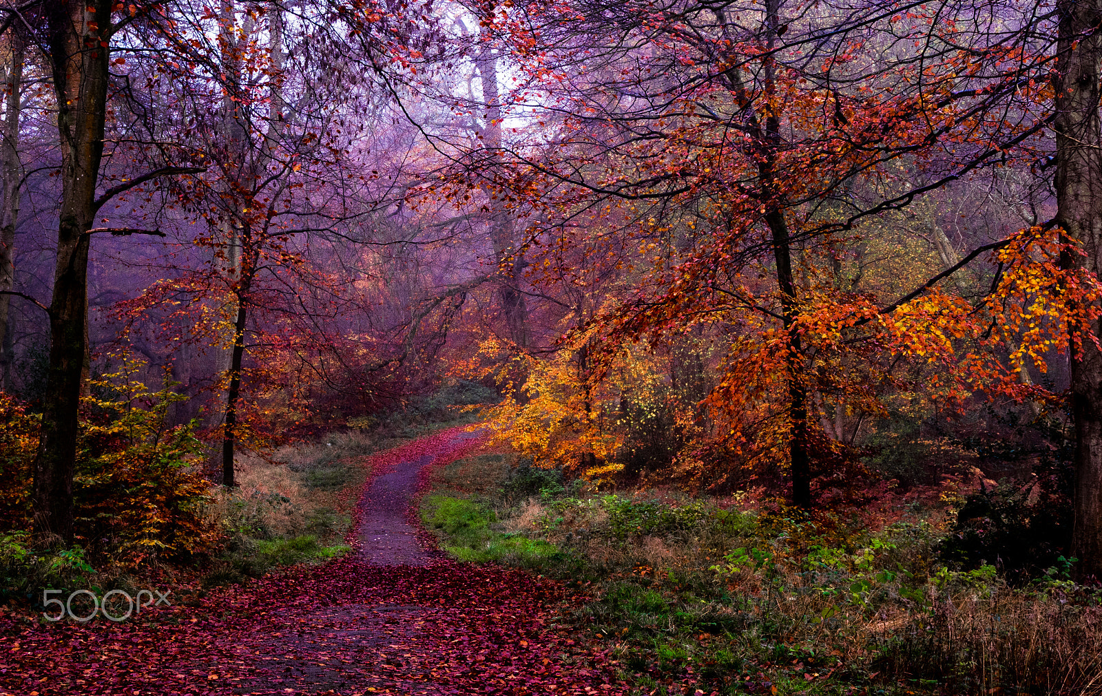 Olympus M.Zuiko Digital 14-42mm F3.5-5.6 II sample photo. Autumn forest photography