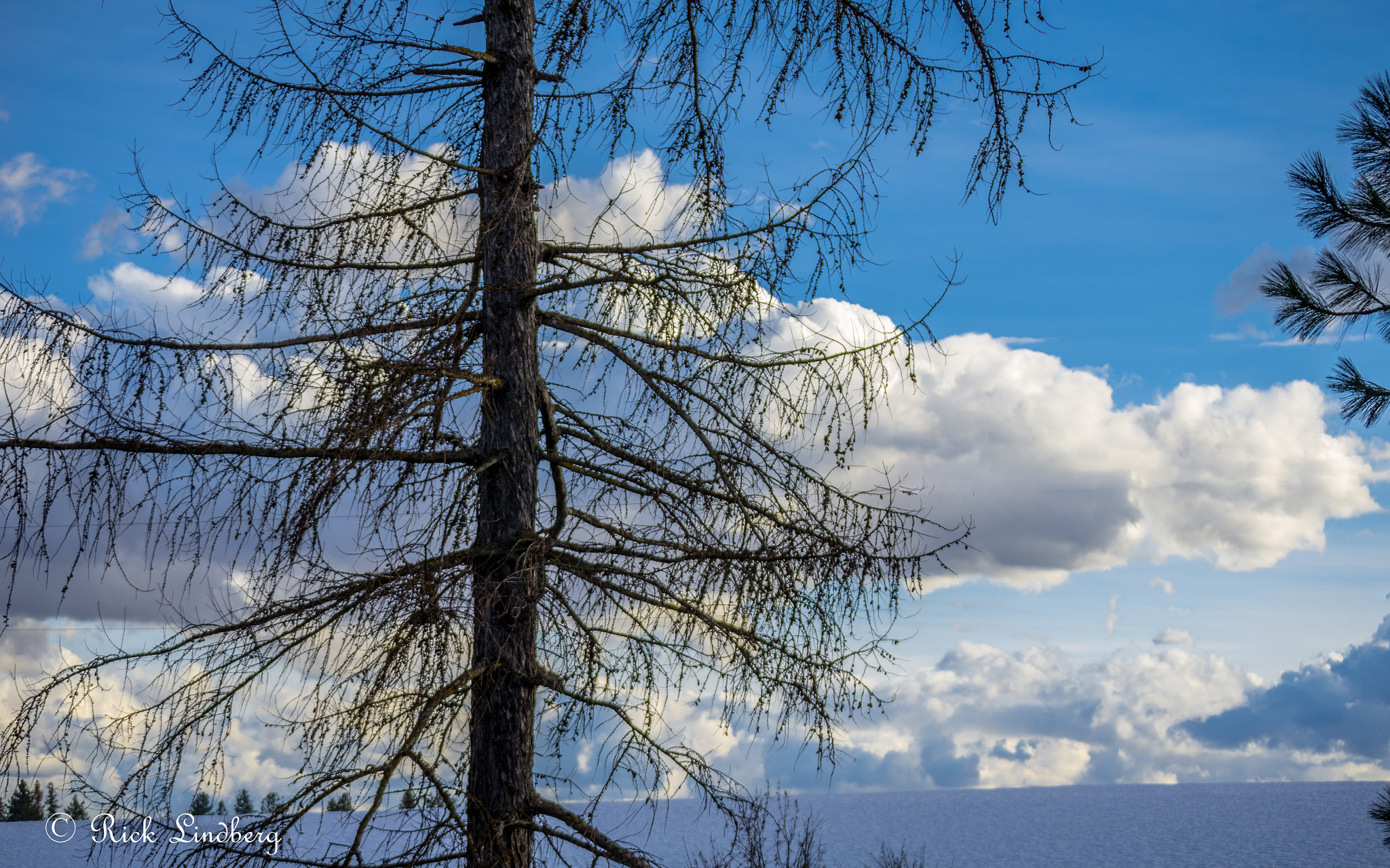 Pentax K-5 sample photo. Larch photography