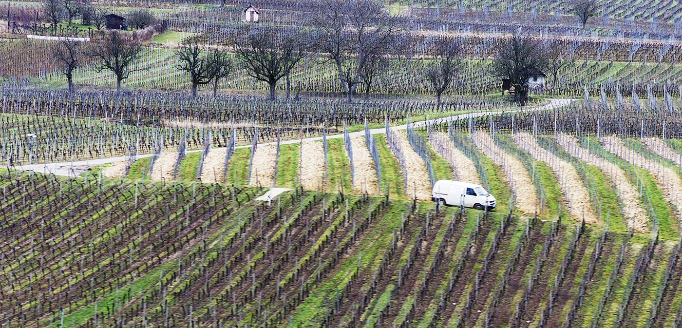 smc PENTAX-FA 135mm F2.8 [IF] sample photo. Vineyards in february photography