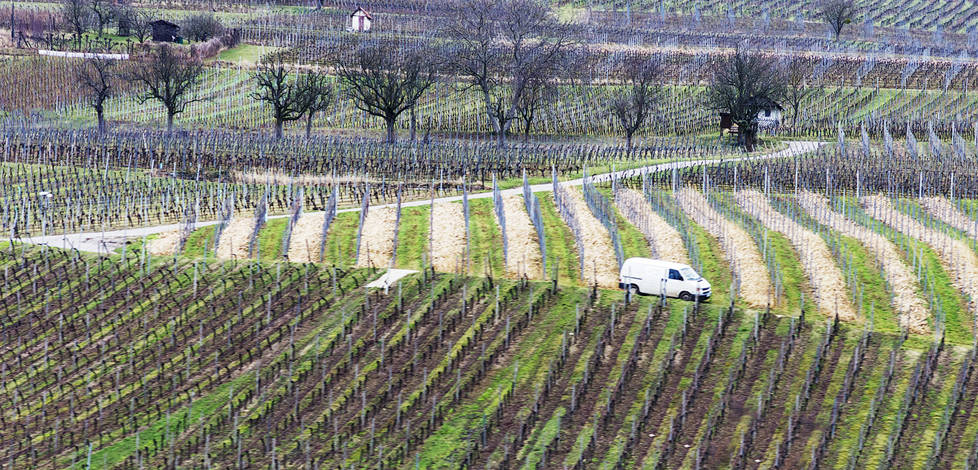 Pentax K-5 sample photo. Vineyards in february photography