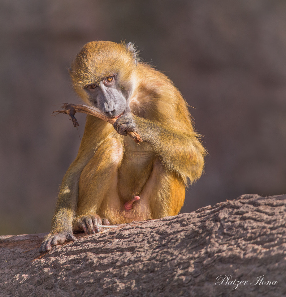 150-600mm F5-6.3 DG OS HSM | Contemporary 015 sample photo. Chilling monkey photography