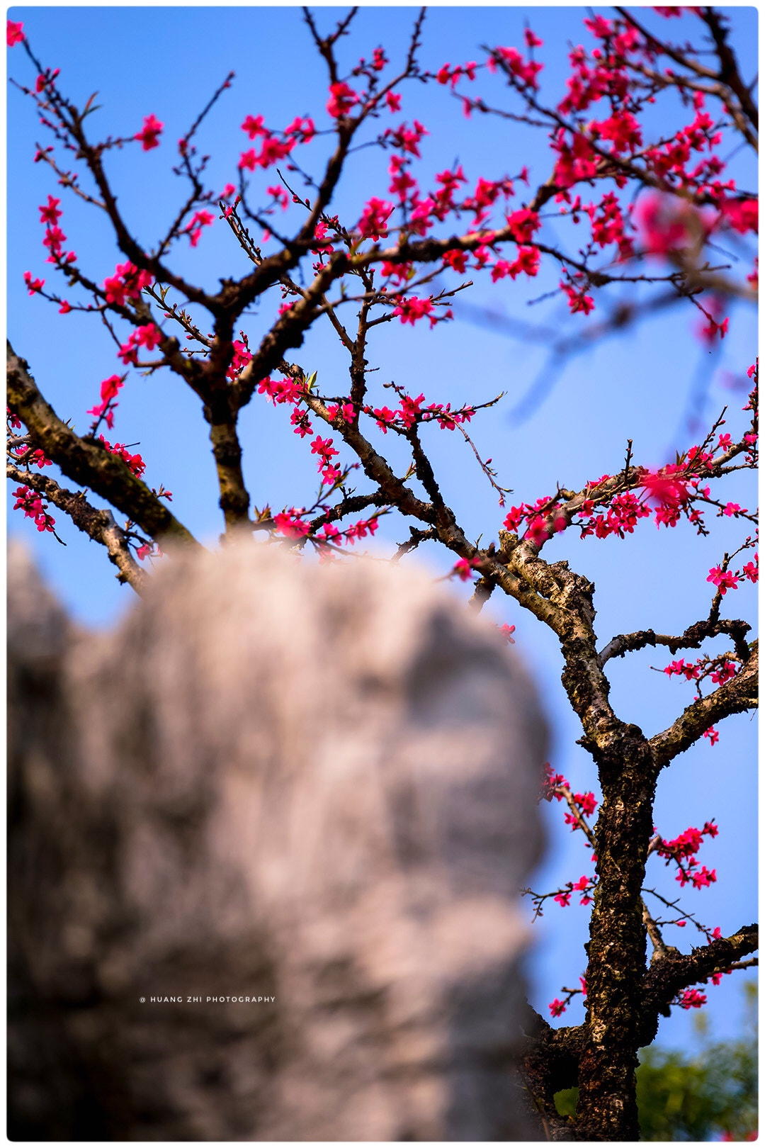 Canon EOS-1D X sample photo. Peach blossom photography