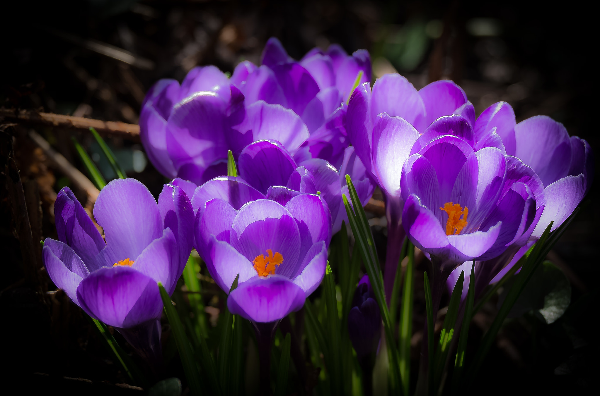 Fujifilm X-Pro1 + Fujifilm XF 55-200mm F3.5-4.8 R LM OIS sample photo. Fleurs du jardin photography