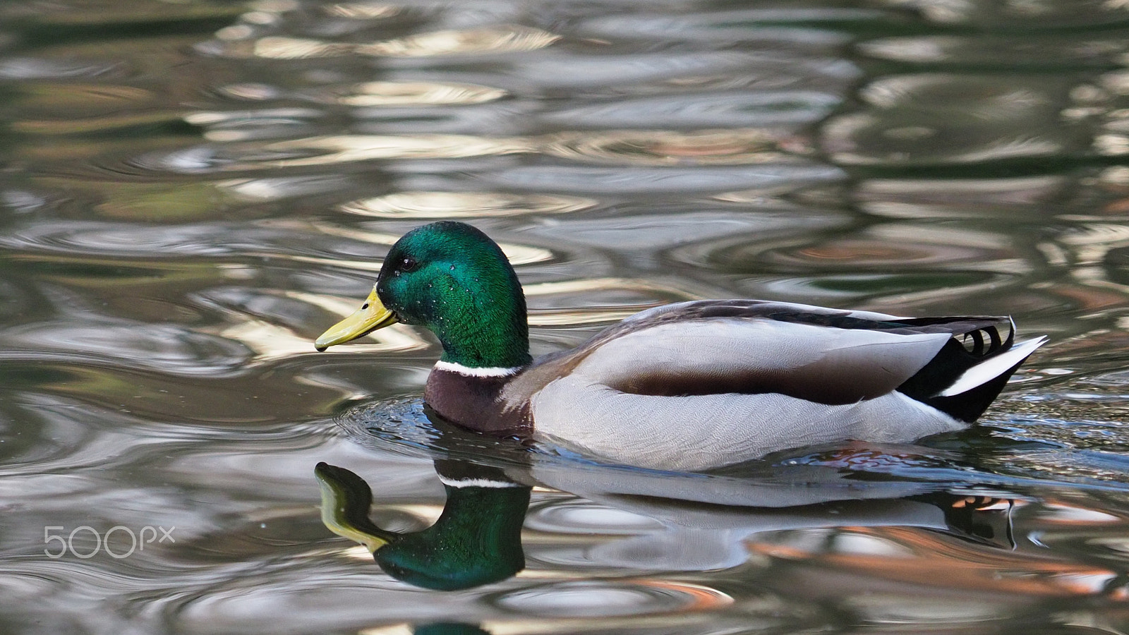 Olympus OM-D E-M1 Mark II sample photo. Floating duck photography