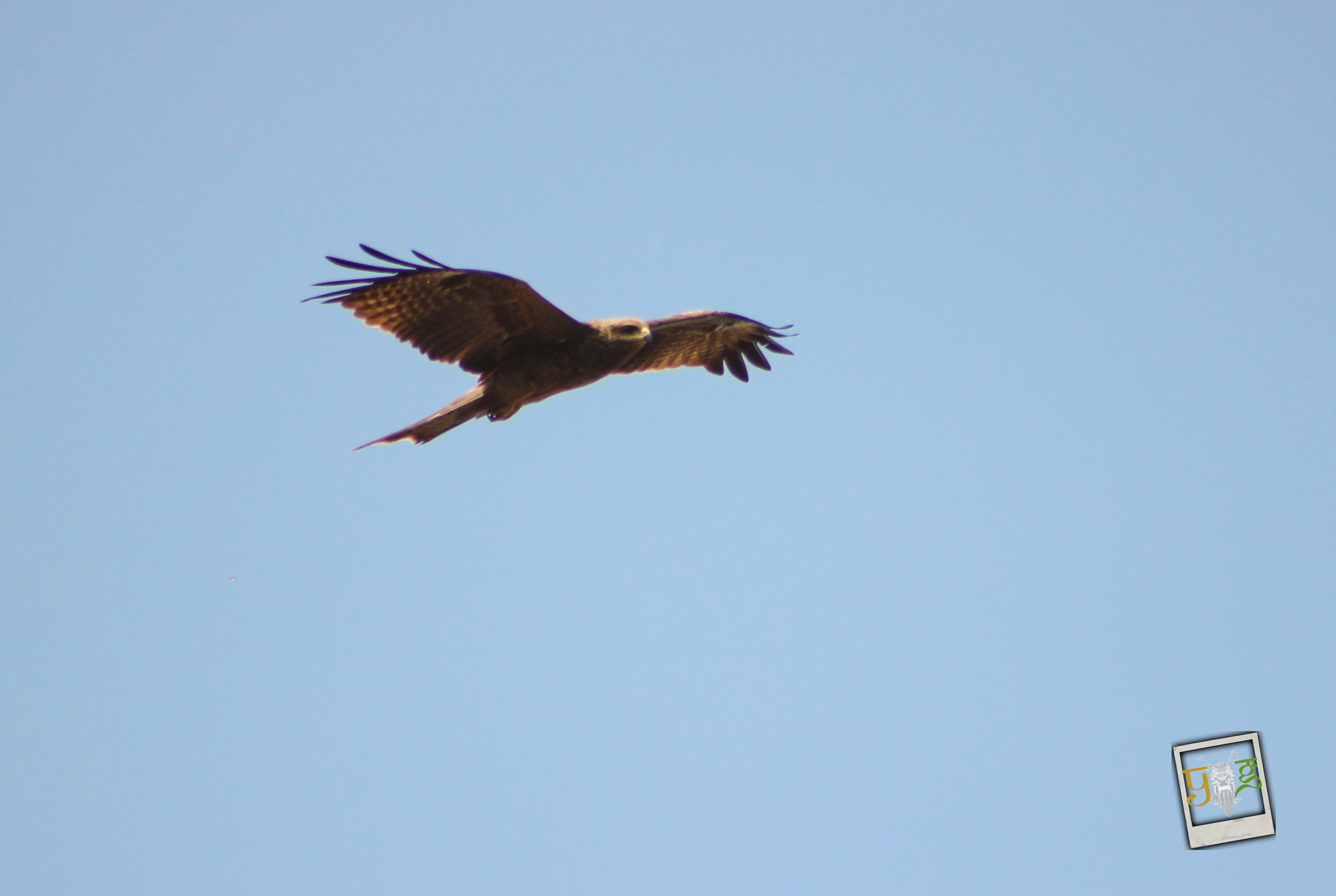 Canon EF 75-300mm f/4-5.6 USM sample photo. Spotted eagle photography