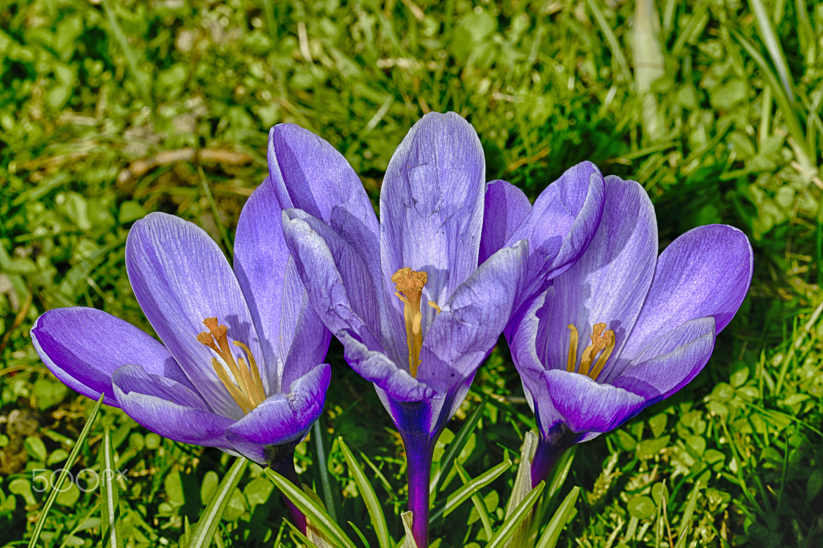 Sigma 105mm F2.8 EX DG OS HSM sample photo. Three of a kind photography