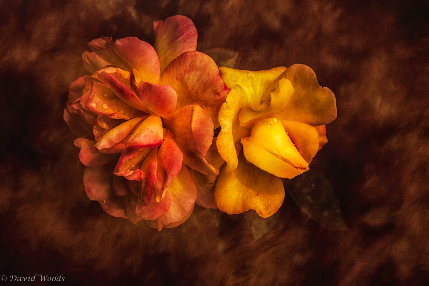 Canon EF-S 17-85mm F4-5.6 IS USM sample photo. Whisky mac photography