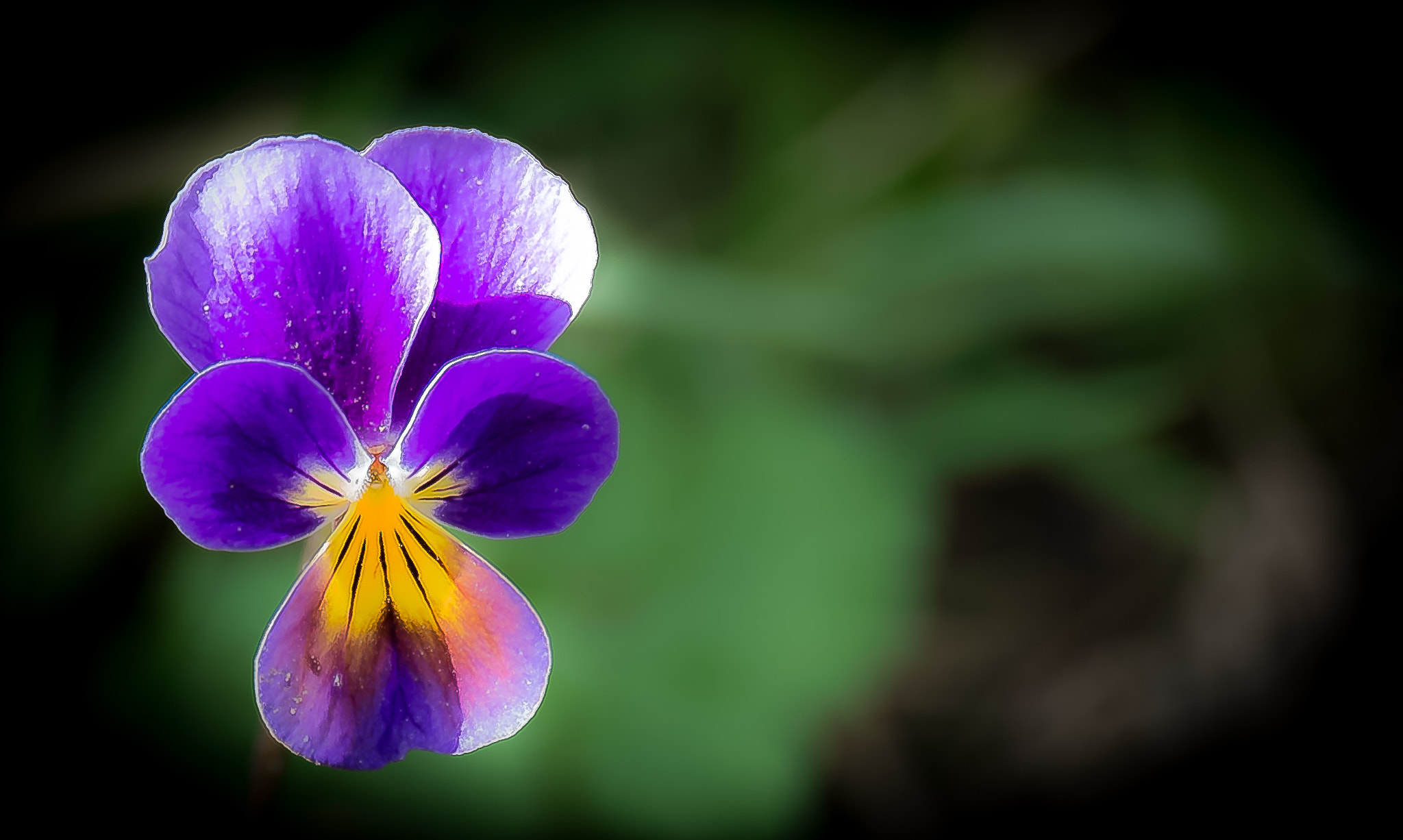 Fujifilm X-Pro1 + Fujifilm XF 55-200mm F3.5-4.8 R LM OIS sample photo. Fleurs du jardin photography