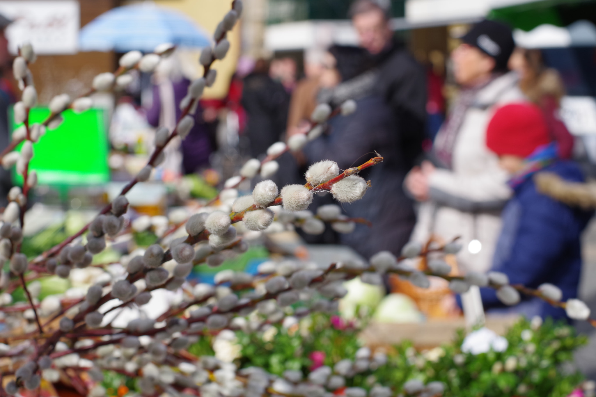 Pentax K-70 + Pentax smc FA 43mm F1.9 Limited sample photo. Spring is coming photography