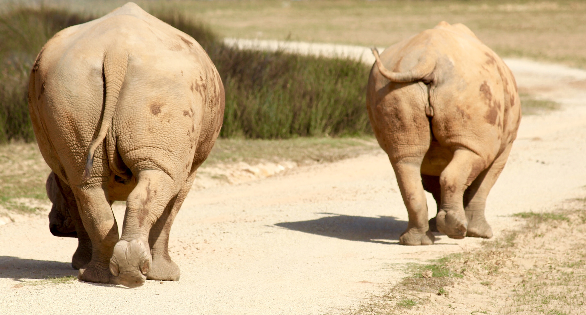 Canon EF-S 55-250mm F4-5.6 IS sample photo. White rhinos photography