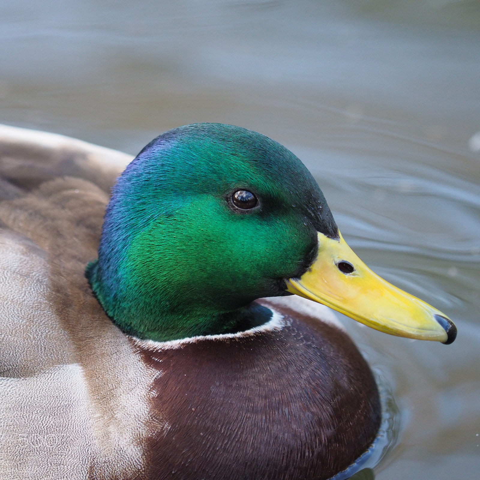 Olympus OM-D E-M1 Mark II sample photo. A duck ii photography