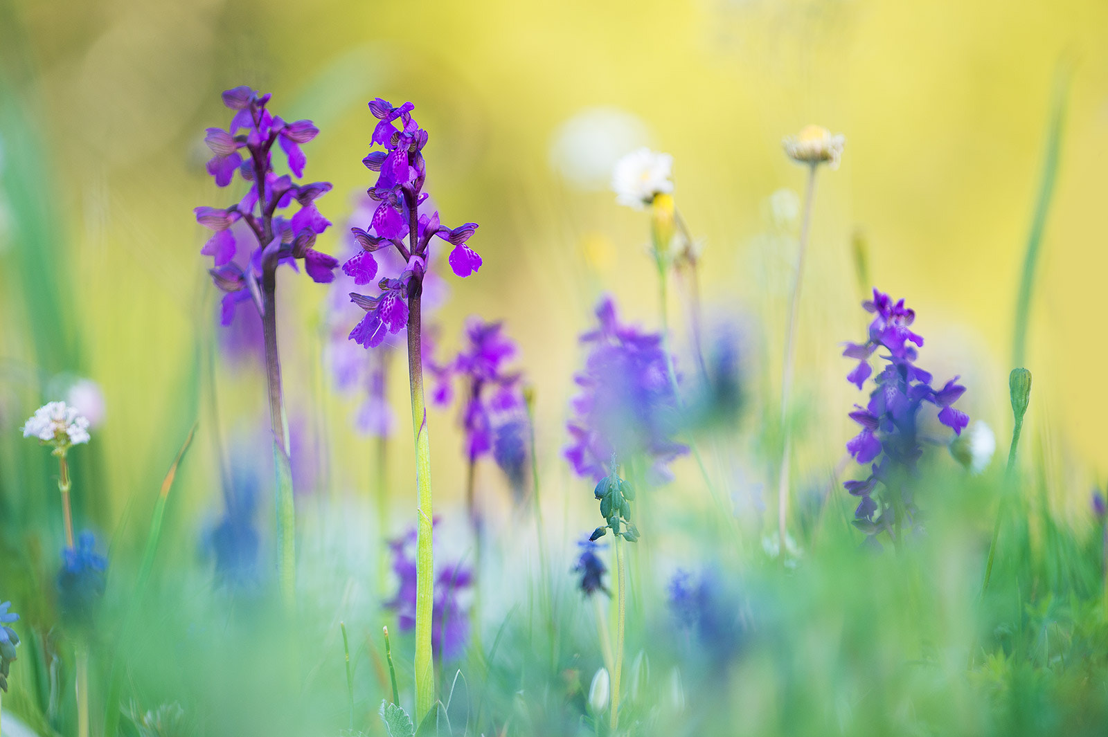 Nikon D4 + Nikon AF Micro-Nikkor 200mm F4D ED-IF sample photo. Orchis morio photography