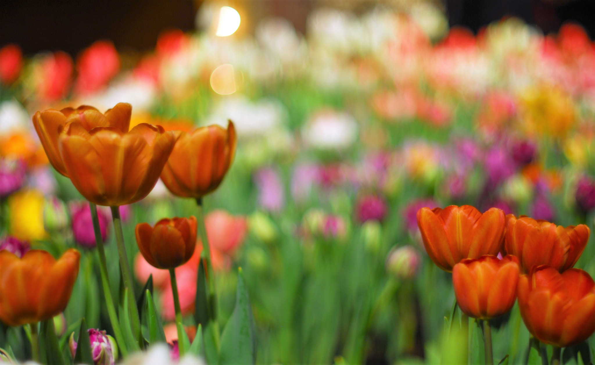 Nikon D200 + Manual Lens No CPU sample photo. Tulips photography