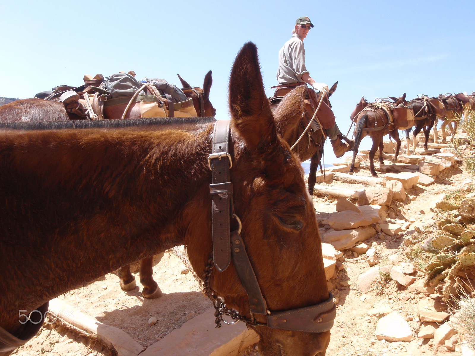 Olympus uT8000,ST8000 sample photo. Burros, grand canyon photography