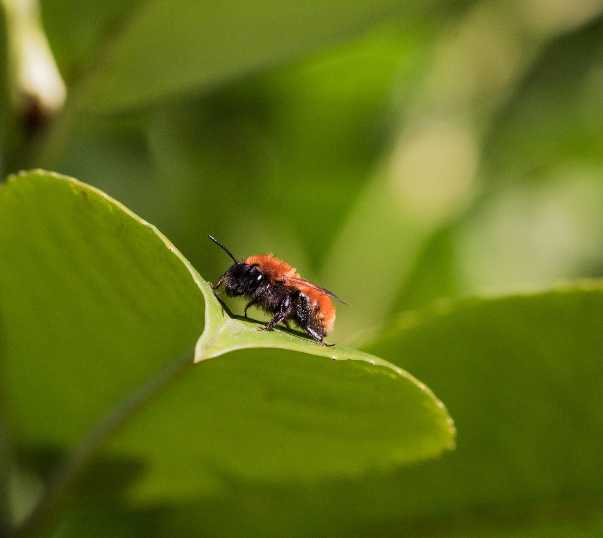 Canon EF 100mm F2.8 Macro USM sample photo. Bee photography