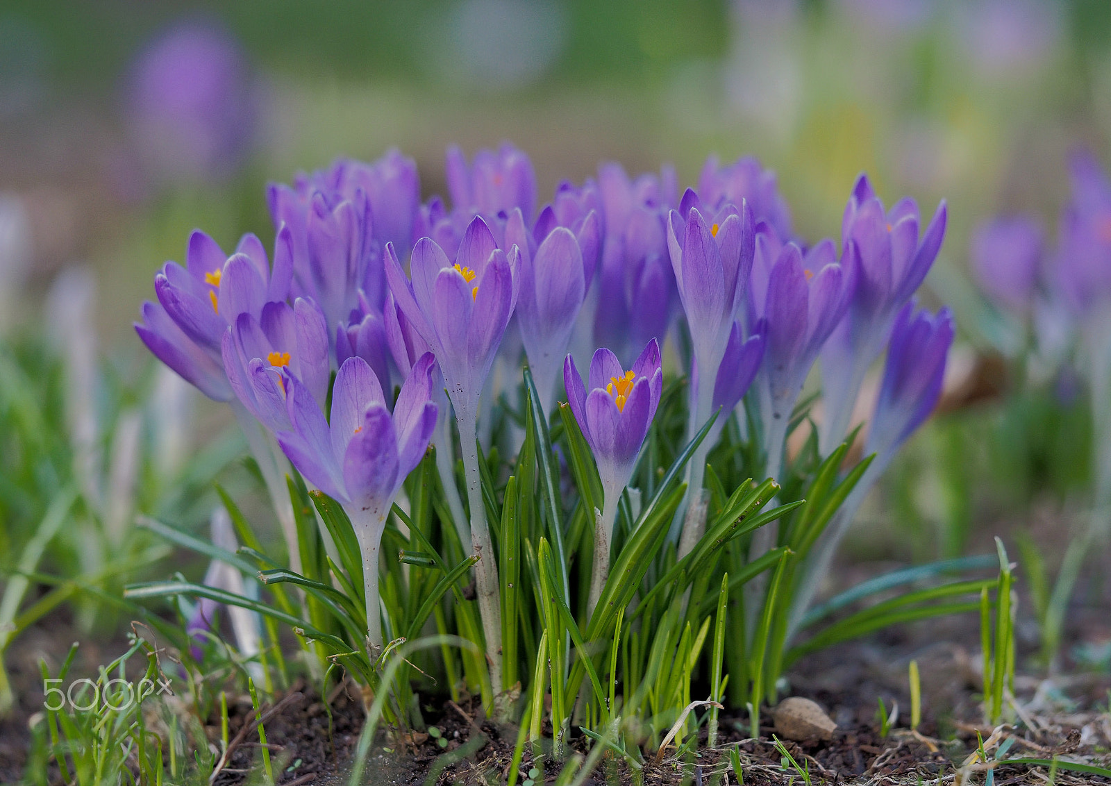 Olympus OM-D E-M1 Mark II + Olympus M.Zuiko Digital ED 60mm F2.8 Macro sample photo. Crocus photography