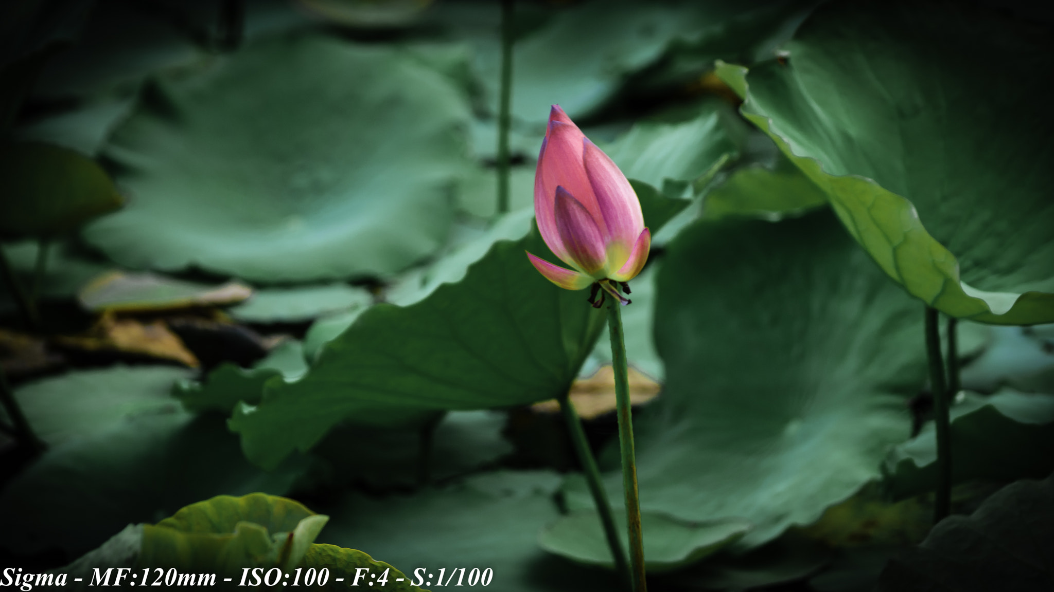 Nikon D5500 sample photo. Tĩnh lặng.....by sigma apo 70-300 ( mf ) photography