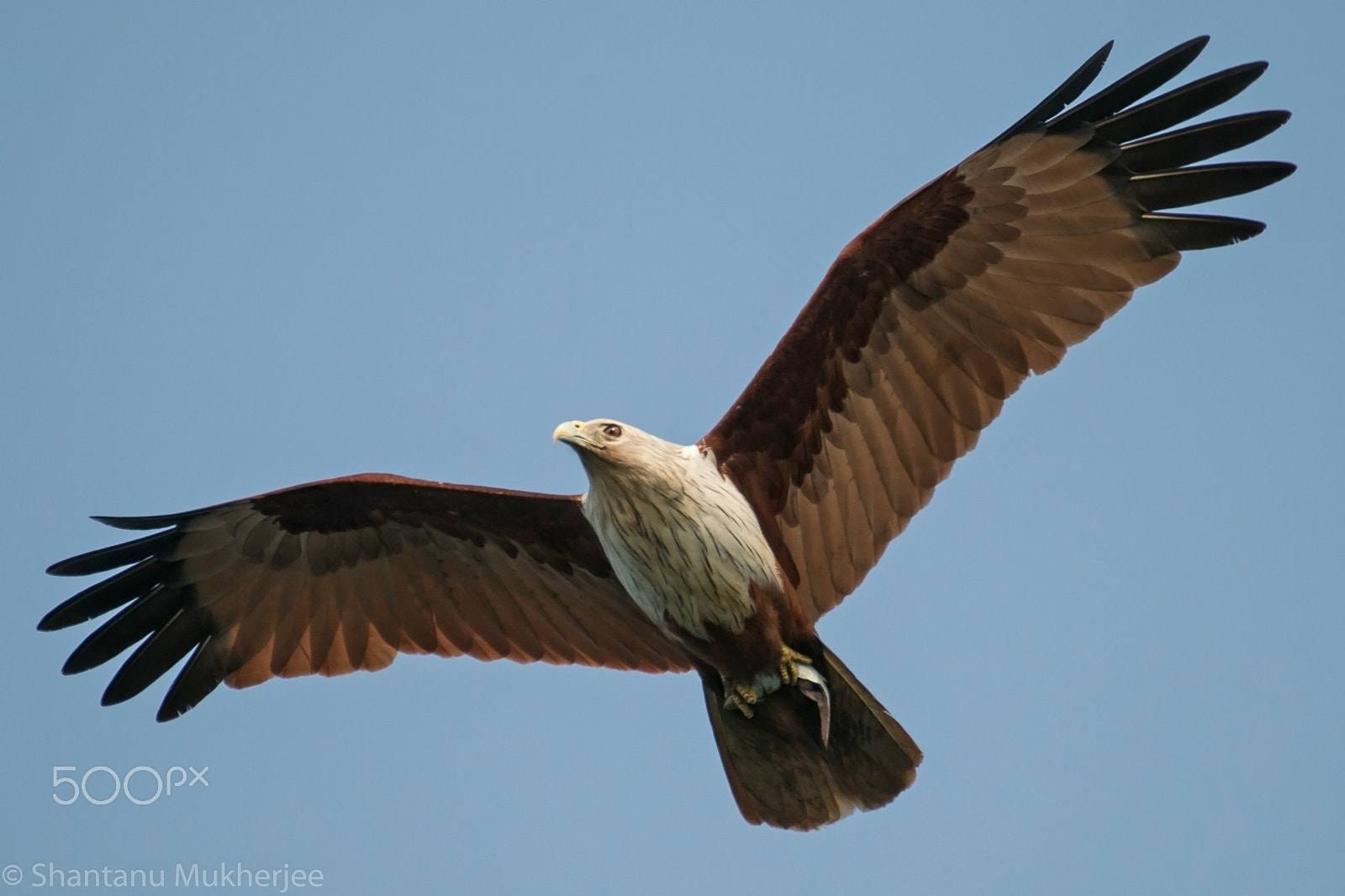 Canon EOS 70D + Tamron SP 35mm F1.8 Di VC USD sample photo. Brahminy kite photography