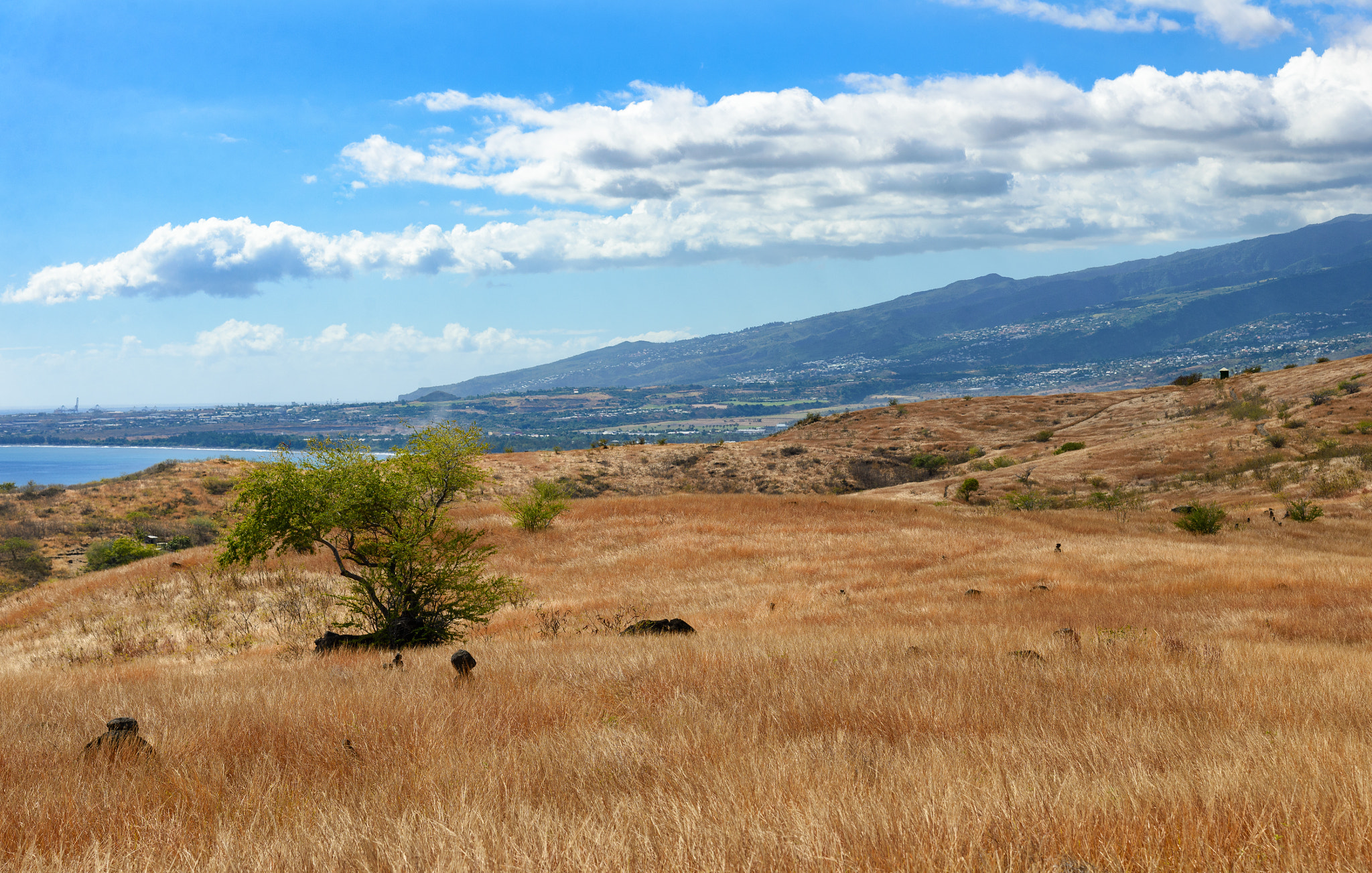 Nikon AF-S Nikkor 24-120mm F4G ED VR sample photo. Savannah landscape near la houssaye cape in la reunion photography